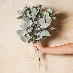 Dusty Miller Grey Real Touch Stem