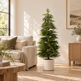 Norfolk Pine Tree in Pot