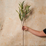 Eucalyptus Flowering Seed Pod Spray Real Touch Stem