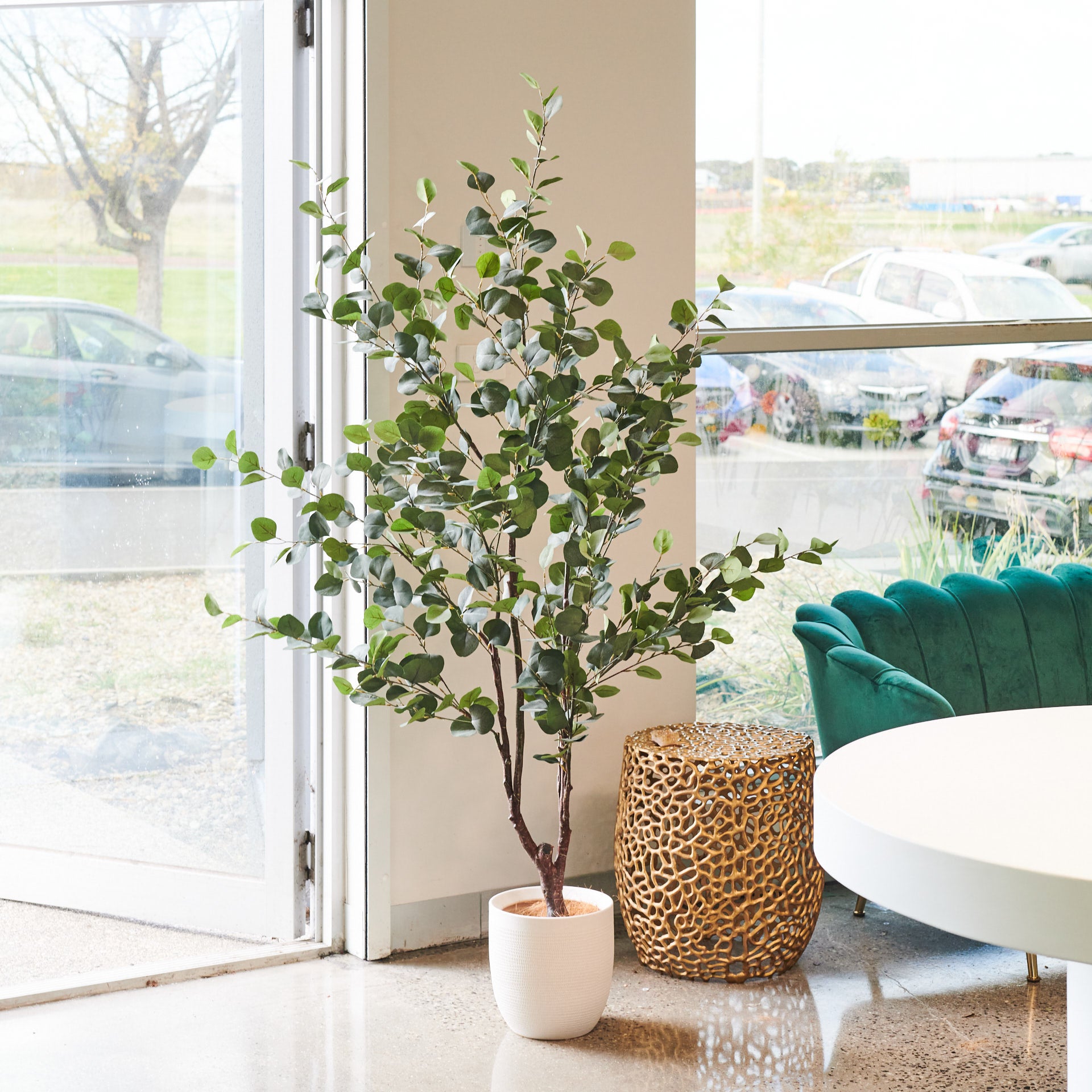 gum tree house plant Fletcher Dollar Gum Eucalyptus Tree and Pot