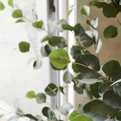 Fletcher Dollar Gum Eucalyptus Tree and Pot