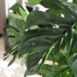 Reuben Monstera Tree and Pot