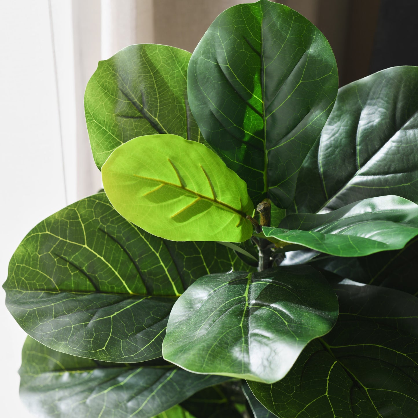 Felix Fiddle Leaf Fig Tree and Pot