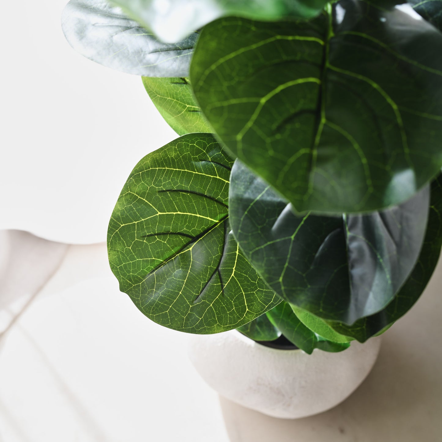 Felix Fiddle Leaf Fig Tree and Pot