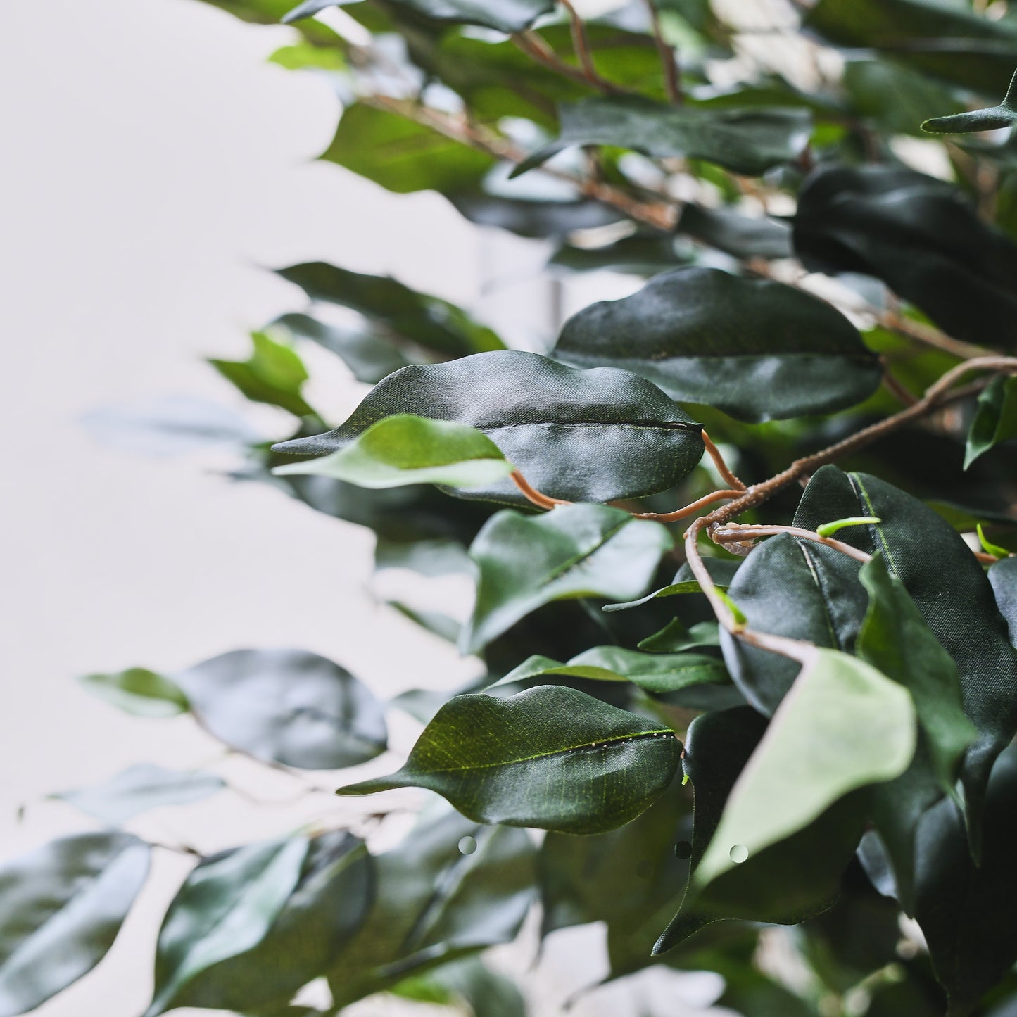 James Ficus Tree with Ceramic Pot