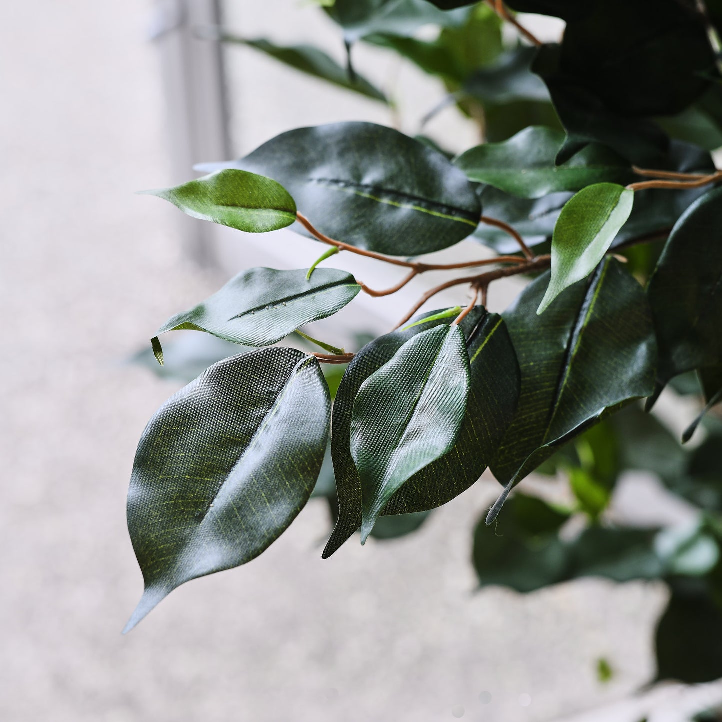 James Ficus Tree with Ceramic Pot