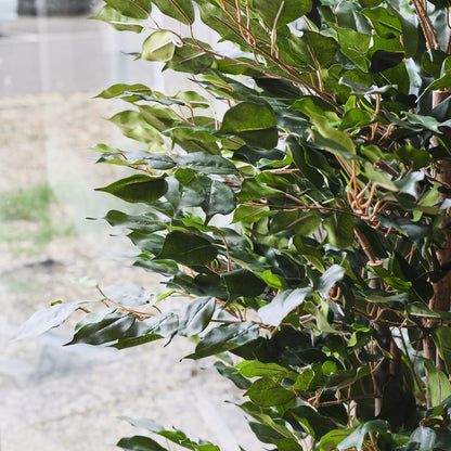 James Ficus Tree with Ceramic Pot