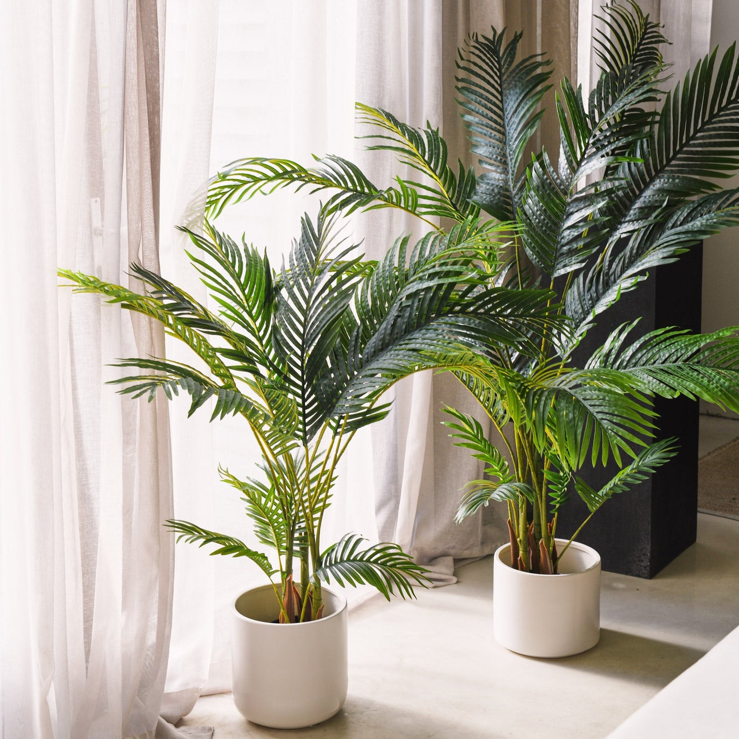 Micah Areca Palm Tree and Pot