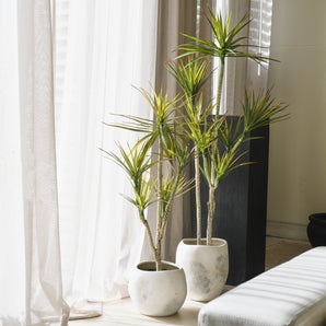 Cooper Yucca Tree and Pot