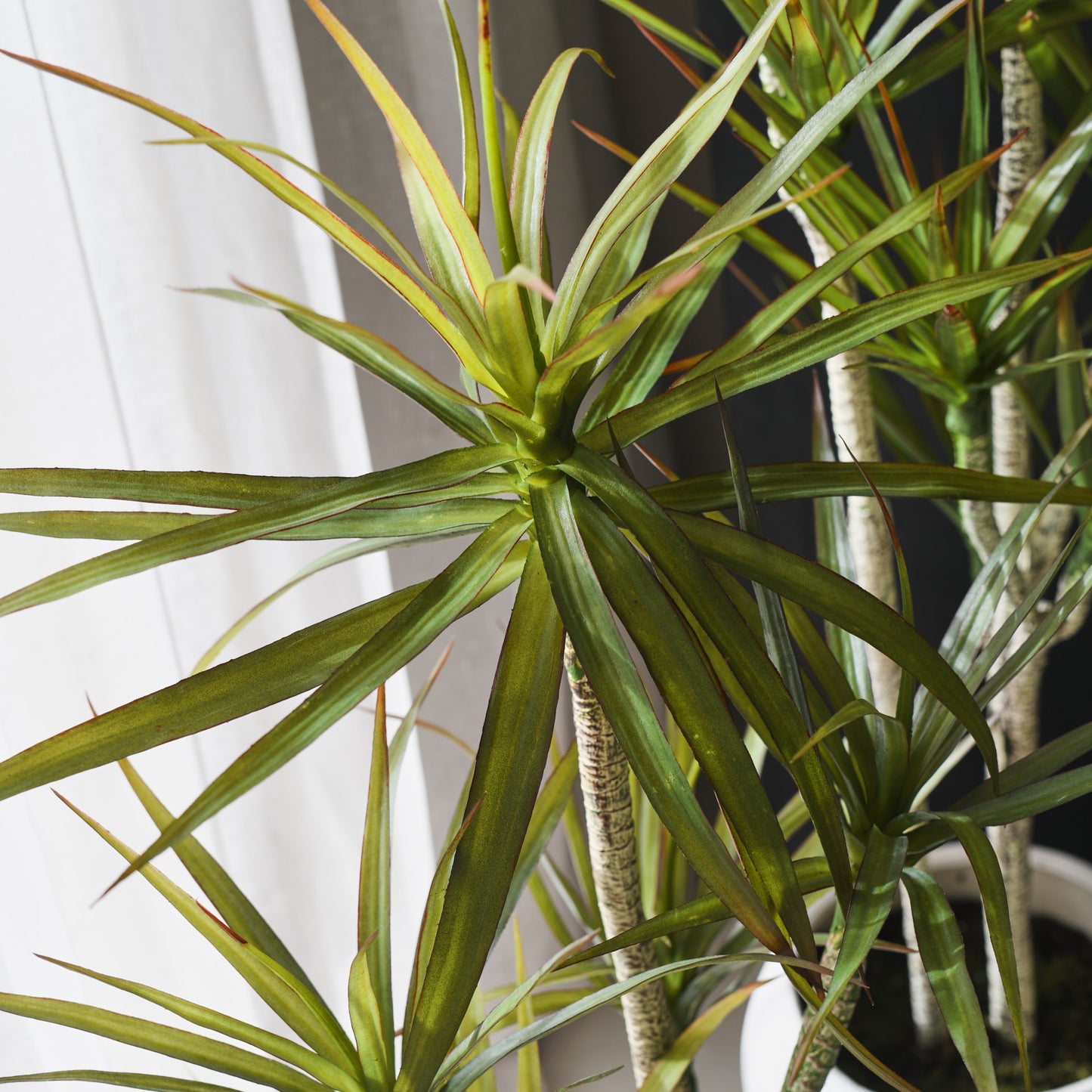 Cooper Yucca Plant and Pot