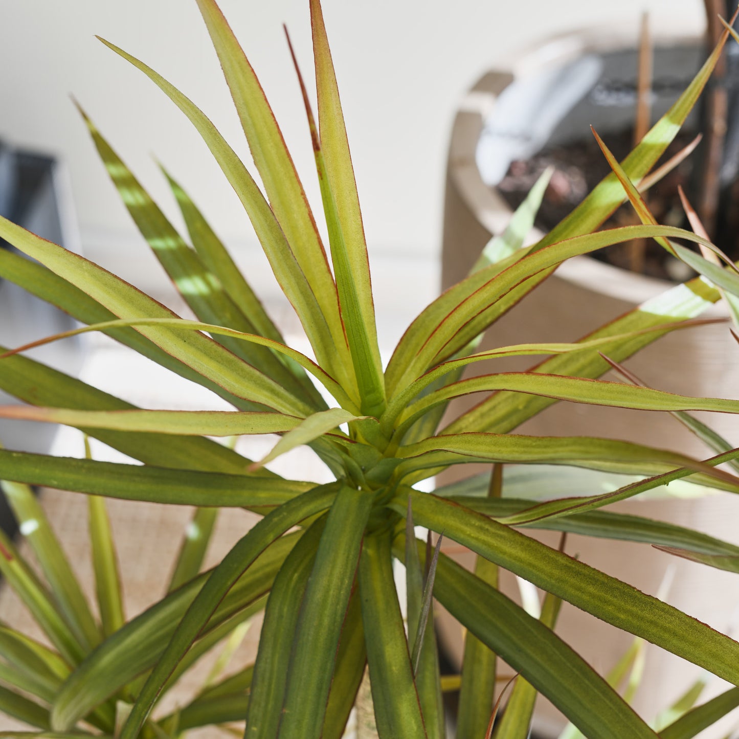 Cooper Yucca Plant and Pot