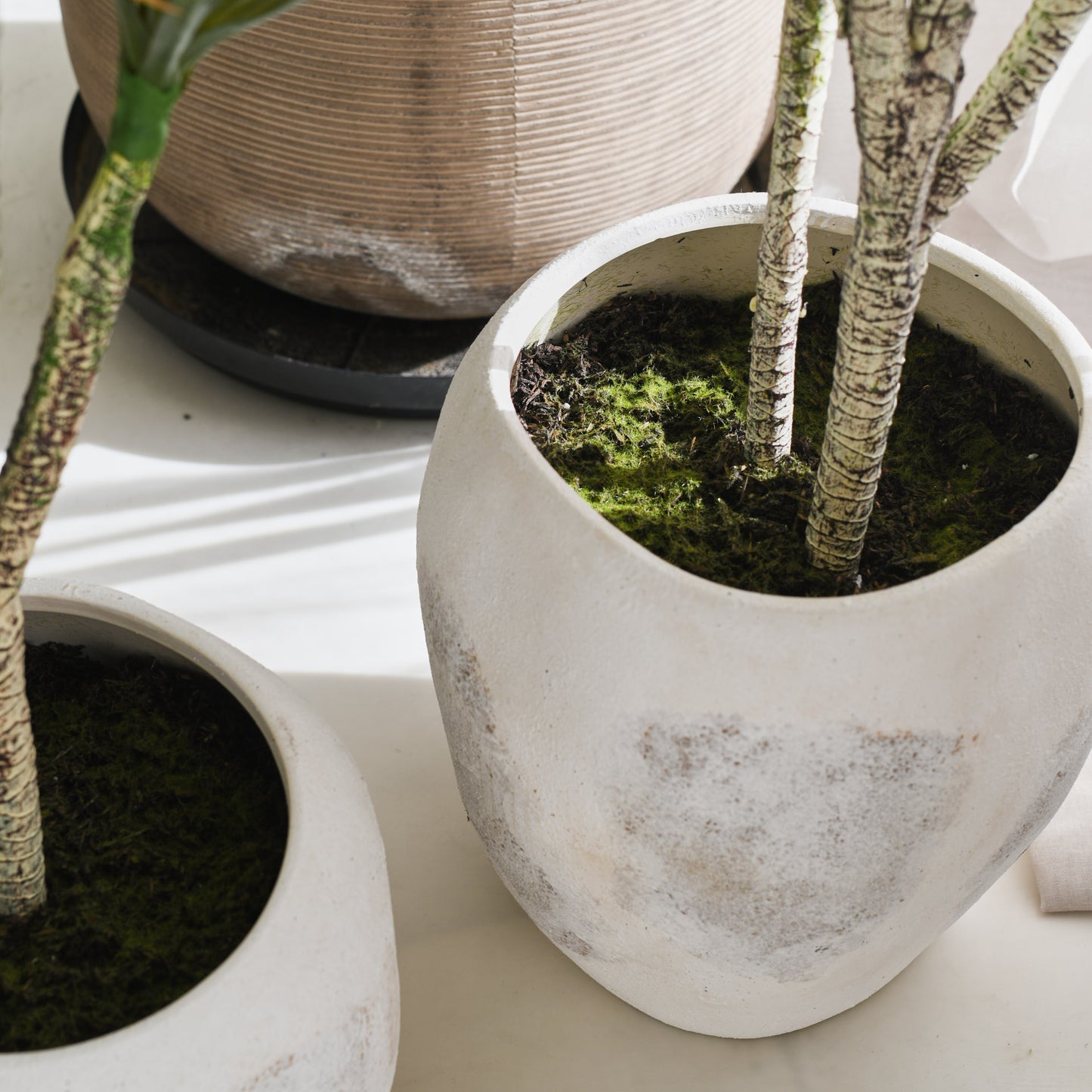 Cooper Yucca Plant and Pot