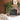 James Ficus Tree with Ceramic Pot