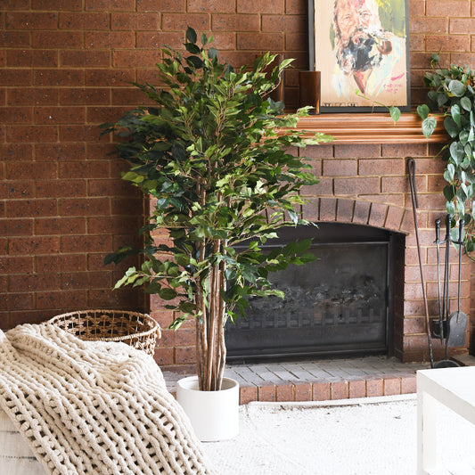 James Ficus Tree with Ceramic Pot