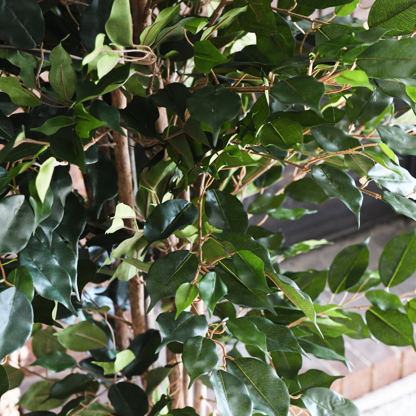 James Ficus Tree with Ceramic Pot