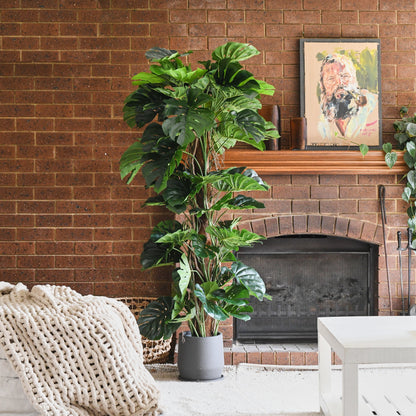 Reuben Monstera Tree and Pot