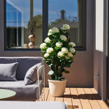 Hydrangea Outdoor Plant UV Resistant in Pot