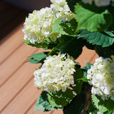 Hydrangea Outdoor Plant UV Resistant in Pot