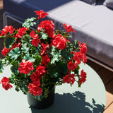Geranium Outdoor Plant UV Resistant