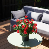 Geranium Outdoor Plant UV Resistant