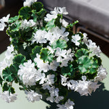 Geranium Outdoor Plant UV Resistant