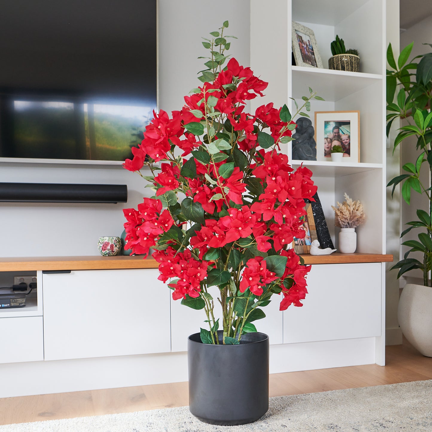 Vera Bougainvillea Plant with Pot