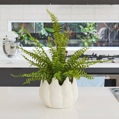 Pebbles Boston Fern in Pot