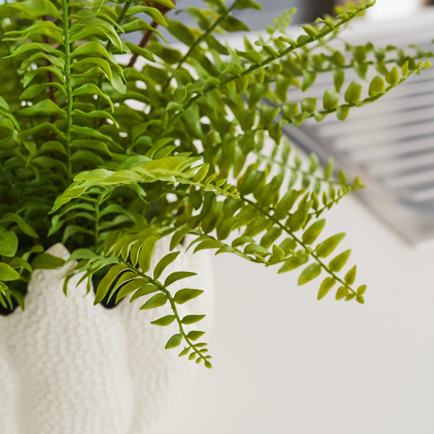 Pebbles Boston Fern in Pot