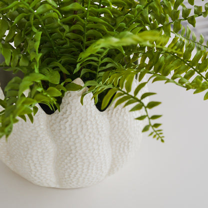 Pebbles Boston Fern in Pot