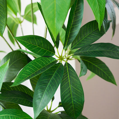 Sheffield Schefflera Tree with Pot