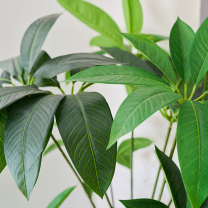 Sheffield Schefflera Tree with Pot