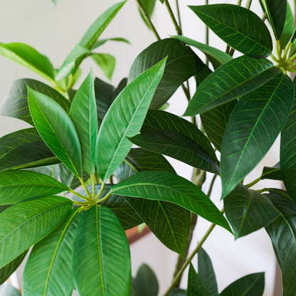 Sheffield Schefflera Tree with Pot