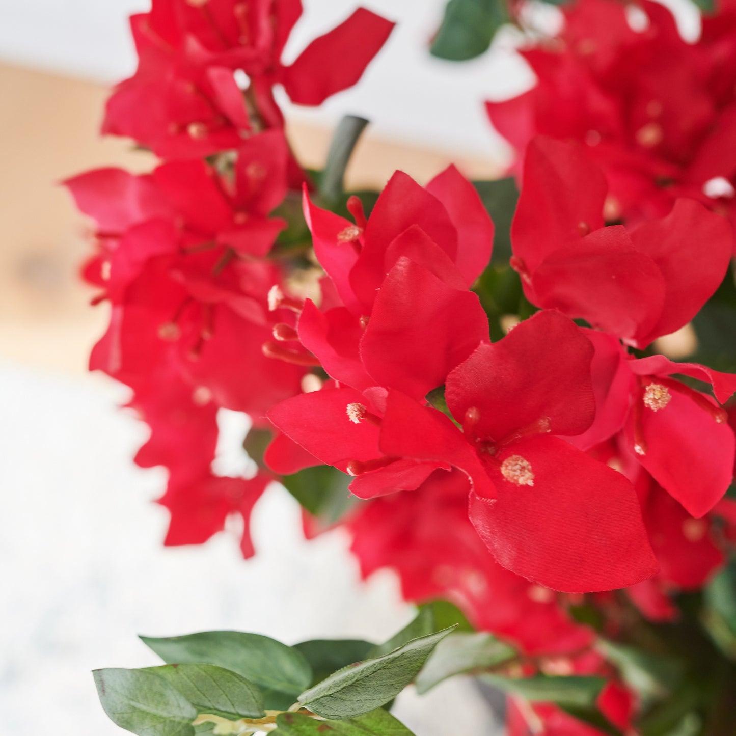 Vera Bougainvillea Plant with Pot