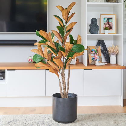 Brielle Magnolia Tree with Pot