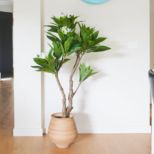 Finn Frangipani Tree with Pot