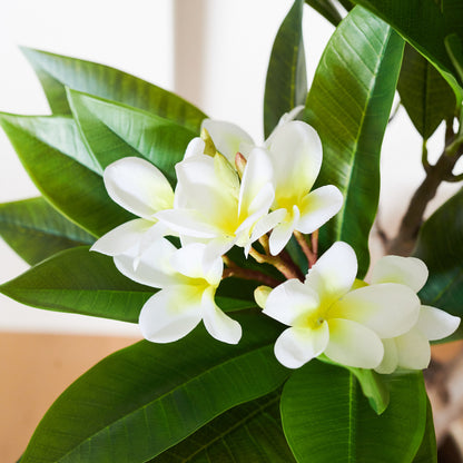 Finn Frangipani Tree with Pot