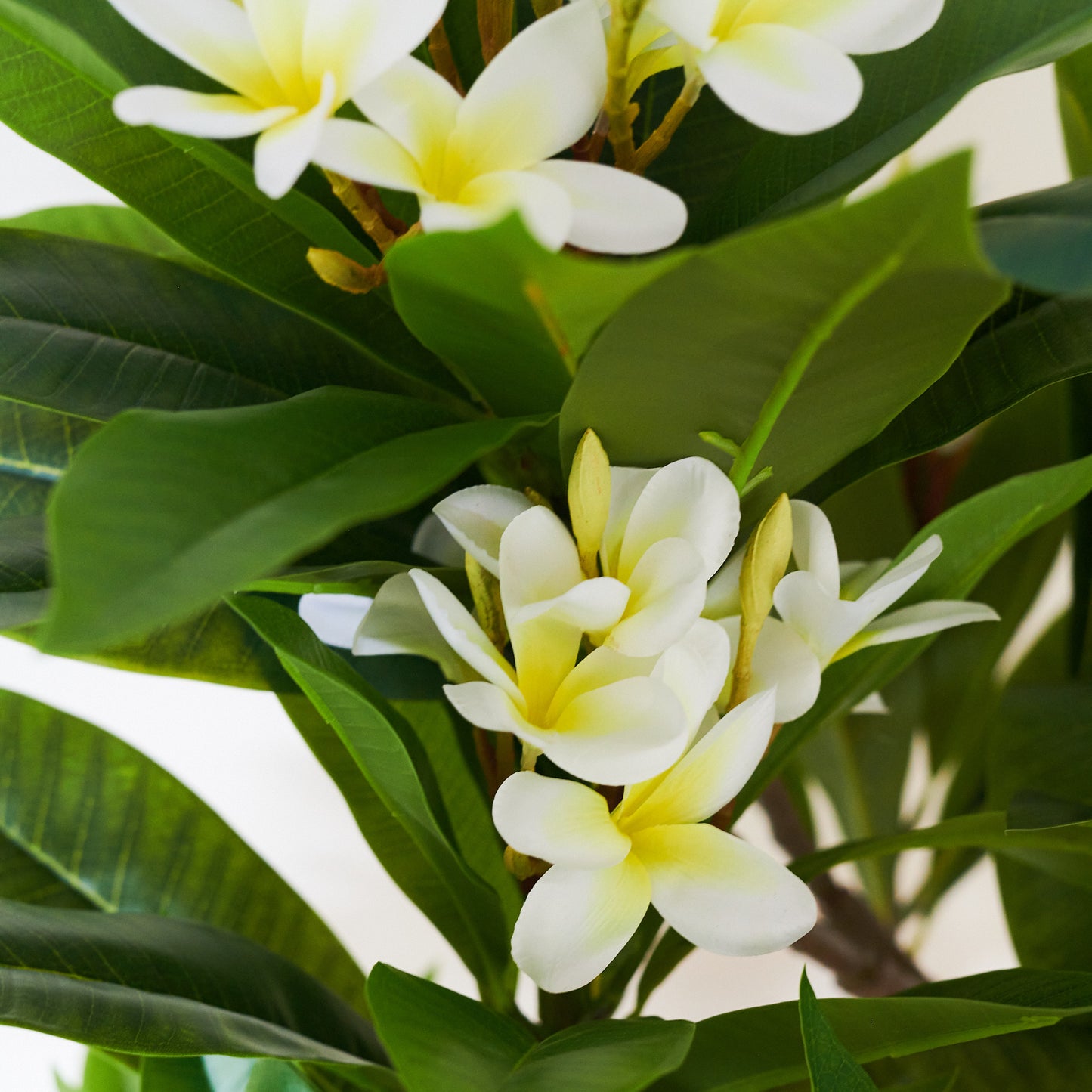 Finn Frangipani Tree with Pot