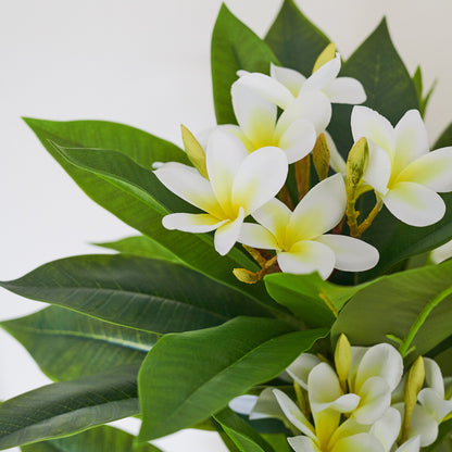 Finn Frangipani Tree with Pot