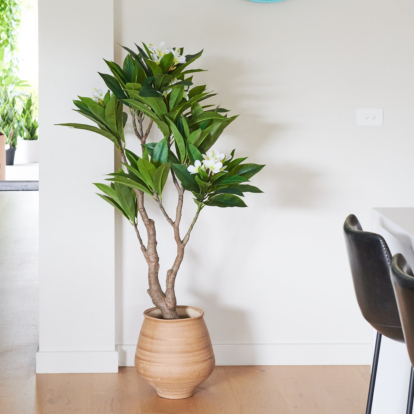 Finn Frangipani Tree with Pot