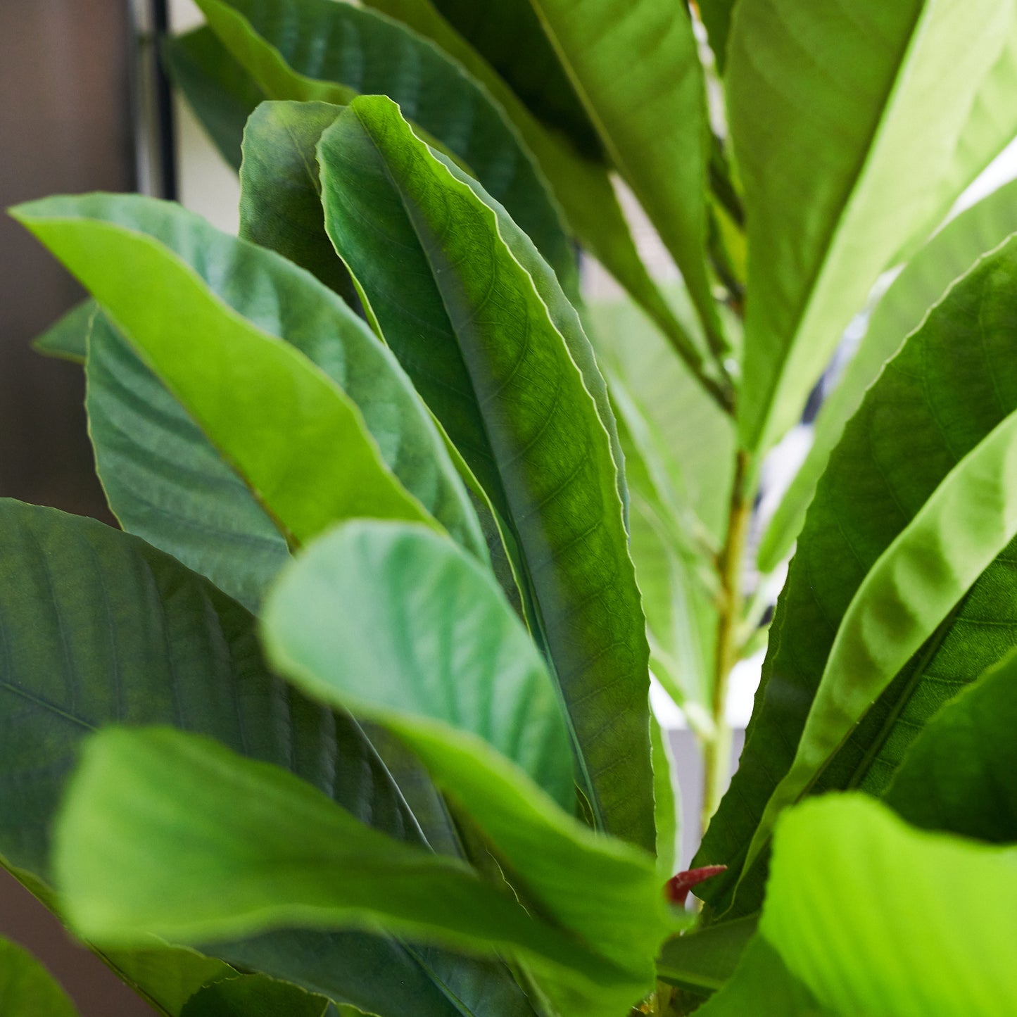 Byron Loquat Tree with Pot