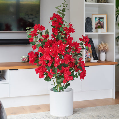 Vera Bougainvillea Plant with Pot