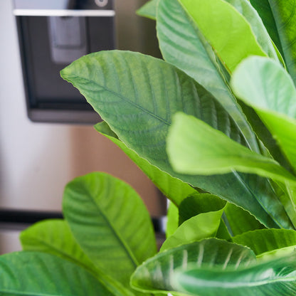 Byron Loquat Tree with Pot