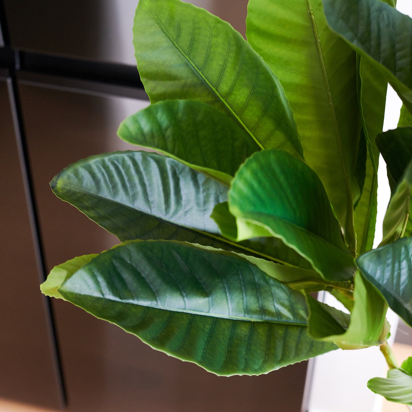 Byron Loquat Tree with Pot