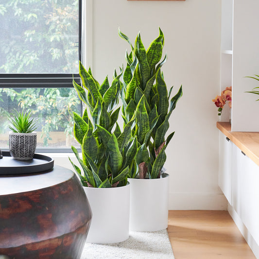 Arlo Sansevieria Plant with Pot