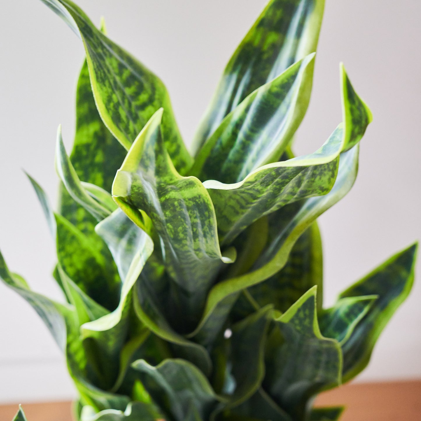 Arlo Sansevieria Plant with Pot