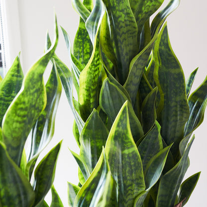 Arlo Sansevieria Plant with Pot