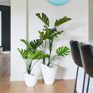 Jasper Premium Monstera Vine Tree