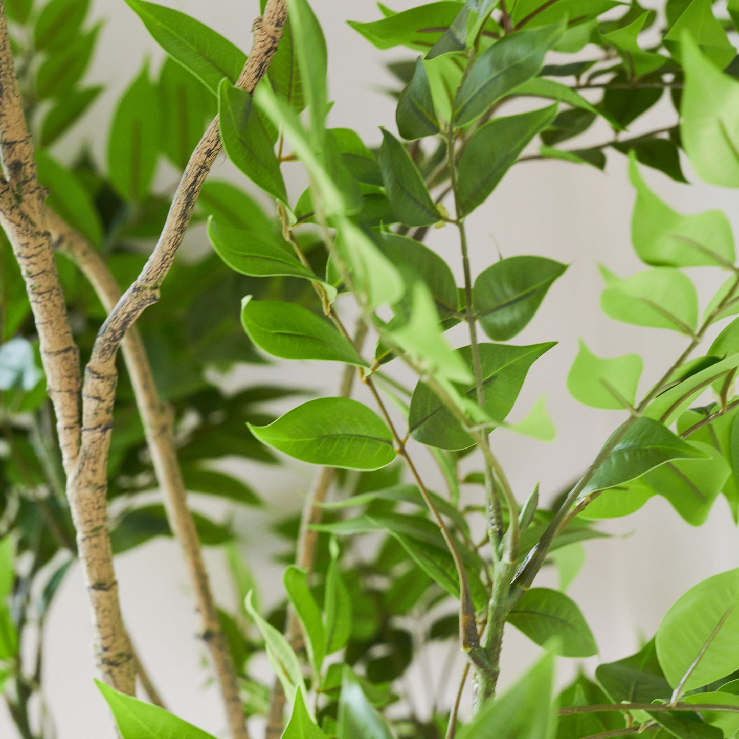 Yuki Lacquer Tree with Pot