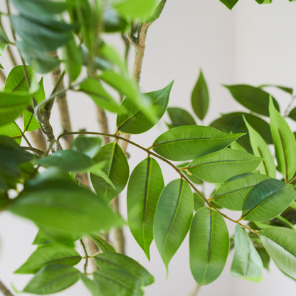 Yuki Lacquer Tree with Pot