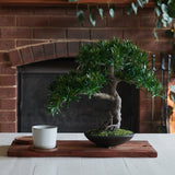 Dharma Bonsai